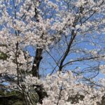 雨がもたらす風景