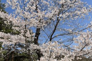 雨がもたらす風景