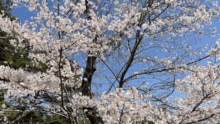 雨がもたらす風景